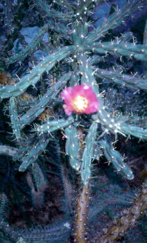 cylindropuntia imbricata
